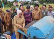 Pj Wali Kota Jambi Mengikuti Panen Padi Bersama Kelompok Tani di Jambi Timur