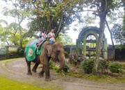 Cukup Membayar 25 Ribu Kalian Dapat Menikmati Sensasi Menaiki Gajah Di Kebun Binatang Taman Rimbo Zoo Jambi