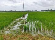 Alih Fungsi Lahan Pertanian di Tanjabtim Ancam Produksi Pangan Daerah