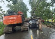 BREAKINGNEWS : Tragis! Pohon Tumbang Timpa Mobil di Jalan Lintas Jambi–Sabak, Sopir Tewas di Tempat