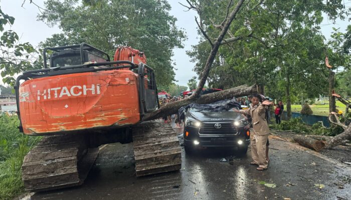 BREAKINGNEWS : Tragis! Pohon Tumbang Timpa Mobil di Jalan Lintas Jambi–Sabak, Sopir Tewas di Tempat