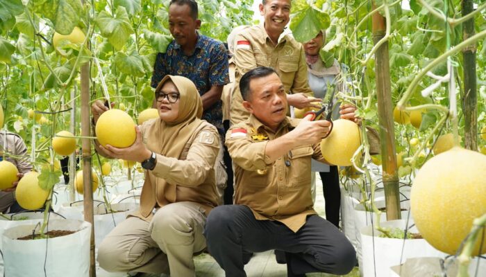 Bupati Dillah dan Gubernur Al Haris Tinjau Jalan Sabak–Nipah Panjang dan Panen Perdana Melon Premium