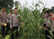 Gugus Ketahanan Pangan Polres Tanjab Timur Didukung Polda Jambi, Targetkan Hasil Panen Jagung Optimal