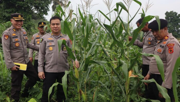 Gugus Ketahanan Pangan Polres Tanjab Timur Didukung Polda Jambi, Targetkan Hasil Panen Jagung Optimal