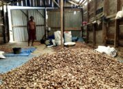 Harga Buah Pinang di Tanjabtim Anjlok ke Rp 20.000/Kg, Permintaan Melemah