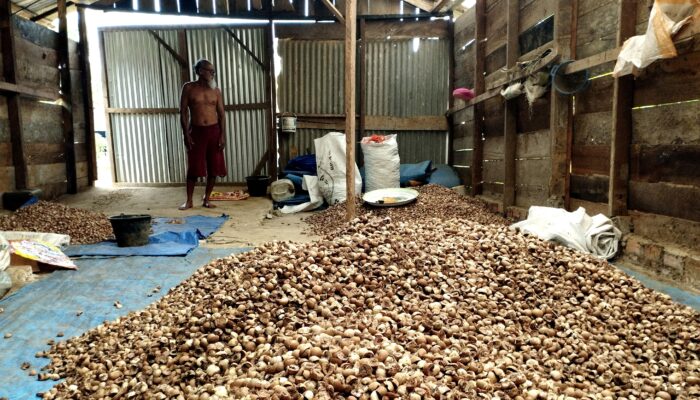 Harga Buah Pinang di Tanjabtim Anjlok ke Rp 20.000/Kg, Permintaan Melemah