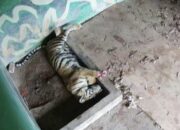 Harimau Sumatera Uni Tutup Usia, Enam Tahun Hidup Sendiri di Taman Rimba