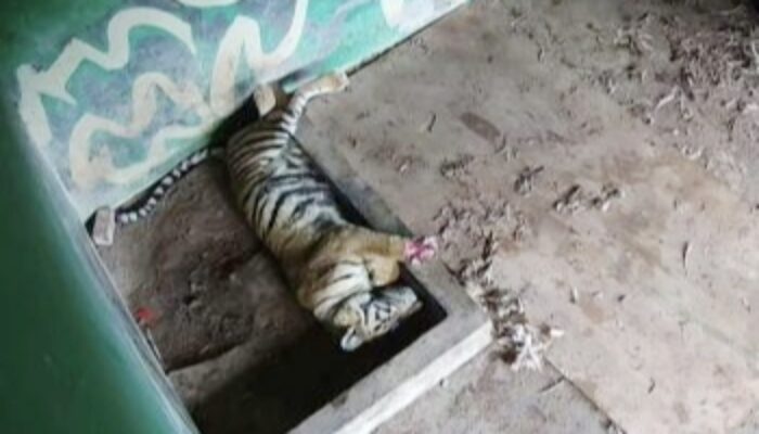 Harimau Sumatera Uni Tutup Usia, Enam Tahun Hidup Sendiri di Taman Rimba