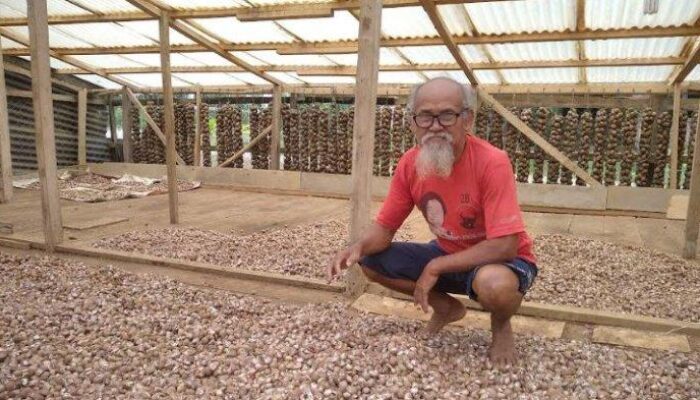 Harga Pinang Masih Stabil, Petani Muarasabak Optimis Harga Akan Naik