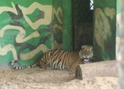 Harimau Sumatera Luka Jerat Mati Setelah 28 Hari Dirawat di TPS BKSDA Jambi