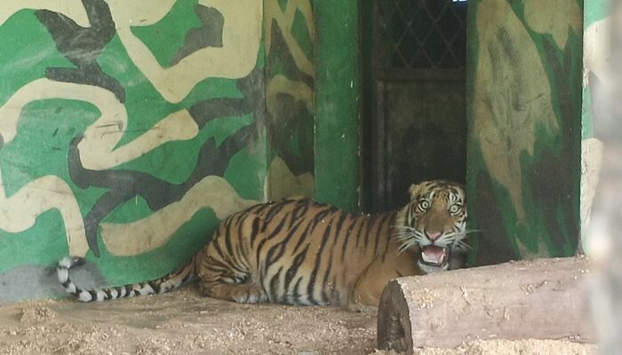 Harimau Sumatera Luka Jerat Mati Setelah 28 Hari Dirawat di TPS BKSDA Jambi