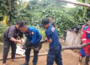 Petugas Damkar Evakuasi Ular Piton Sepanjang 4 Meter dari Sumur Warga di Tanjab Timur