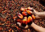 Harga TBS Sawit Jambi Naik Tipis ke Rp3.624,93/Kg, Ini Rinciannya (5–11 September 2025)