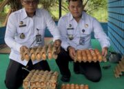 Dukung Ketahanan Pangan, Lapas Tebo Panen Telur Ayam Petelur Bernilai Ekonomi