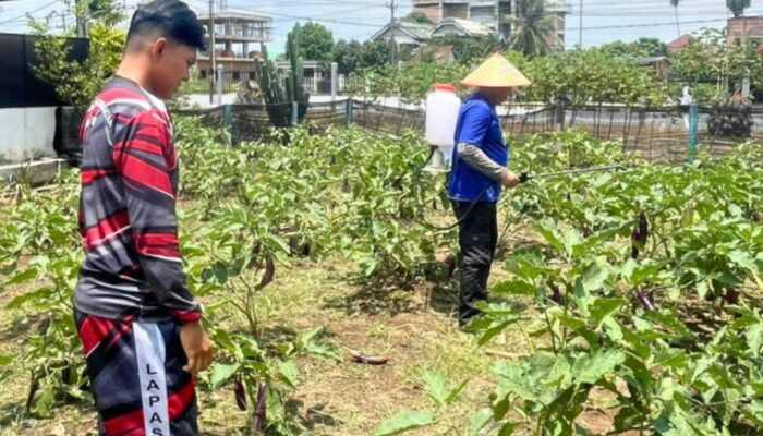 Dukung Ketahanan Pangan, Warga Binaan Lapas Muara Tebo Maksimalkan Lahan SAE Selama Ramadan