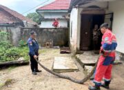 Detik-Detik Evakuasi Ular Sanca 3,5 Meter di Alam Barajo, Warga Sempat Panik