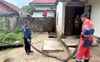 Detik-Detik Evakuasi Ular Sanca 3,5 Meter di Alam Barajo, Warga Sempat Panik