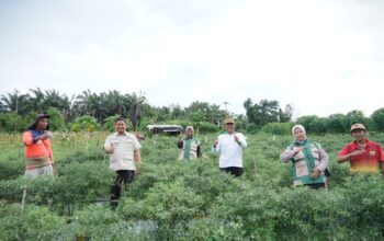 Ketua DPC HKTI Kota Jambi Muhammad Yasir Dorong Penguatan Pertanian Rakyat Saat Panen Raya