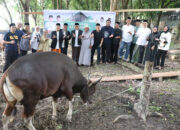 Bank Jambi Kurban 42 Ekor Sapi dan 5 Ekor Kambing