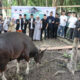 Bank Jambi Kurban 42 Ekor Sapi dan 5 Ekor Kambing