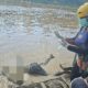 Setelah 6 Hari Pencarian, Jasad Pemuda Mandiangin Ditemukan Mengapung di Sungai Batang Tembesi