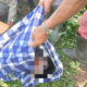 Sempat Hilang Semalaman, Pemburu Burung di Muaro Jambi Ditemukan Meninggal di Tengah Sawah