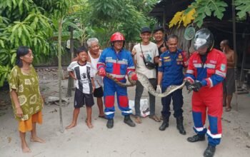 Hendak Beri Makan Ayam, Warga Payoselincah Malah Temukan Piton 3 Meter