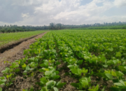 Dari Lahan 3 Hektare, Petani Rantau Rasau Disiapkan Jadi Penangkar Benih Kedelai