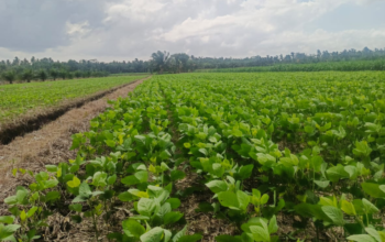 Dari Lahan 3 Hektare, Petani Rantau Rasau Disiapkan Jadi Penangkar Benih Kedelai