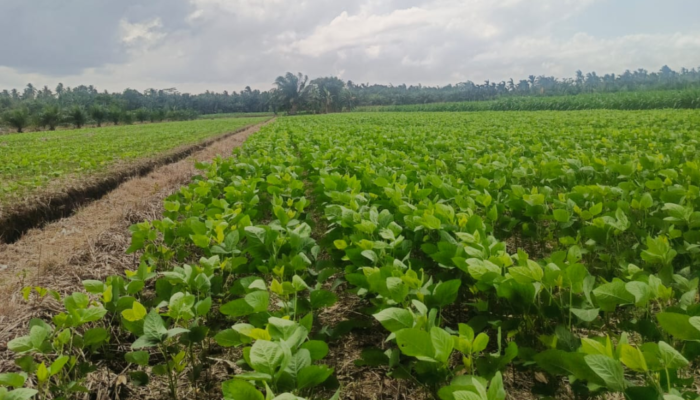 Dari Lahan 3 Hektare, Petani Rantau Rasau Disiapkan Jadi Penangkar Benih Kedelai