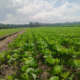 Dari Lahan 3 Hektare, Petani Rantau Rasau Disiapkan Jadi Penangkar Benih Kedelai