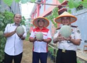 Panen Perdana Semangka dan Molen, Menandai Kemajuan Program Ketahanan Pangan Lapas Jambi