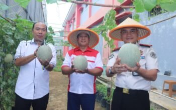 Panen Perdana Semangka dan Molen, Menandai Kemajuan Program Ketahanan Pangan Lapas Jambi